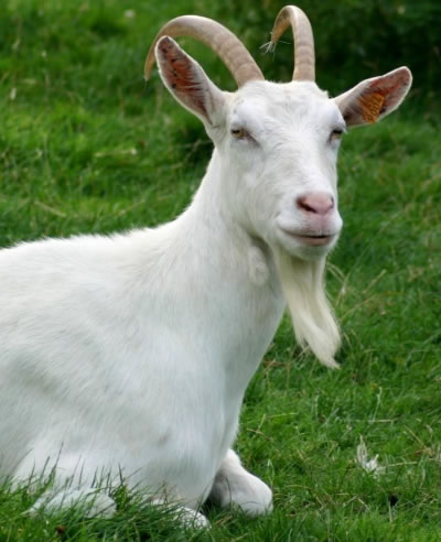 06-51-06-dongvat_conde.jpg