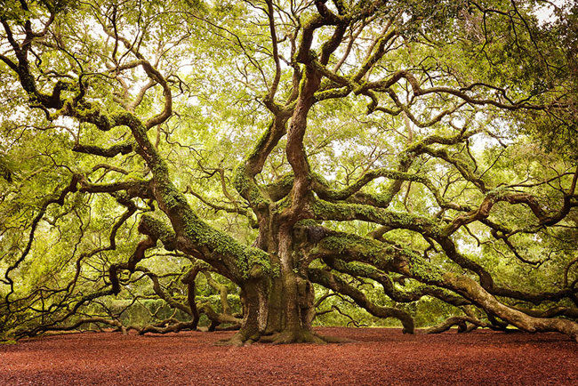 1407377573-amazing-trees-22.jpg