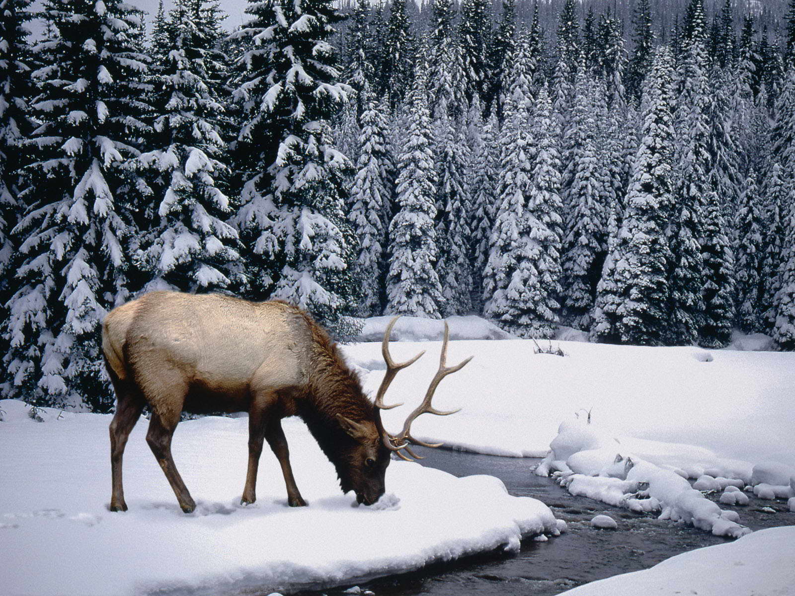 1600x1200 wallpaper_ 1600x1200_ poze 1600x1200_ Animale Montane.jpg