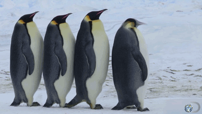 177817-Rebel-Penguin.gif