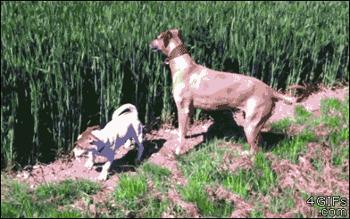 177853-Leaping-Dog.gif