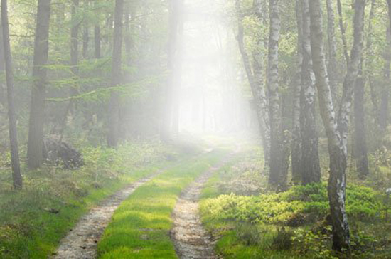 22-FOG[3].jpg