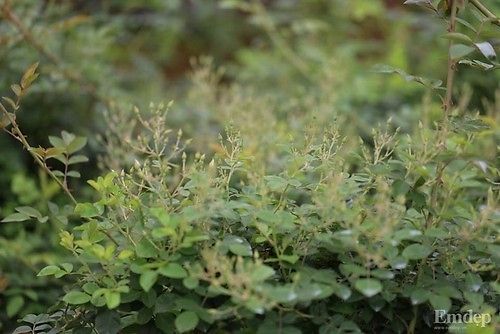 3213045622_464457569_574_574[1].jpg