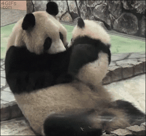 5028-Panda-Kisses-Her-Baby.gif