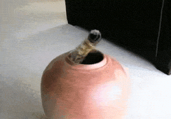 629.gif