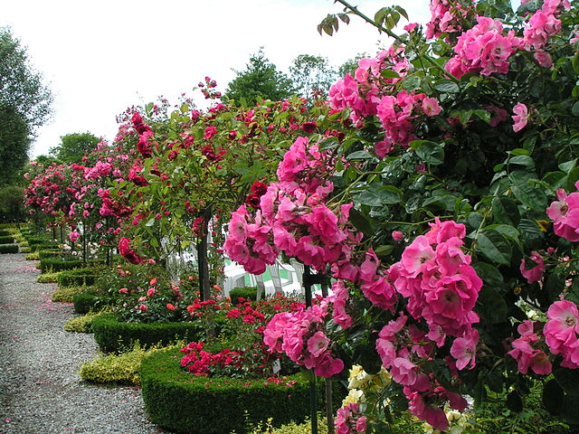 640px-Wilhelmshaven_Rosarium[2].JPG
