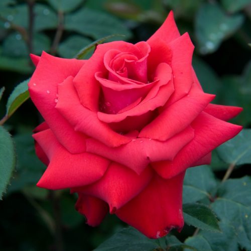 7258_0[1].jpg