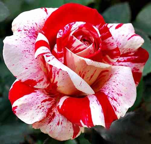 75-sementes-de-rosas-coloridas-exoticas-frete-gratis-669201-MLB20299781487_052015-O[1].jpg