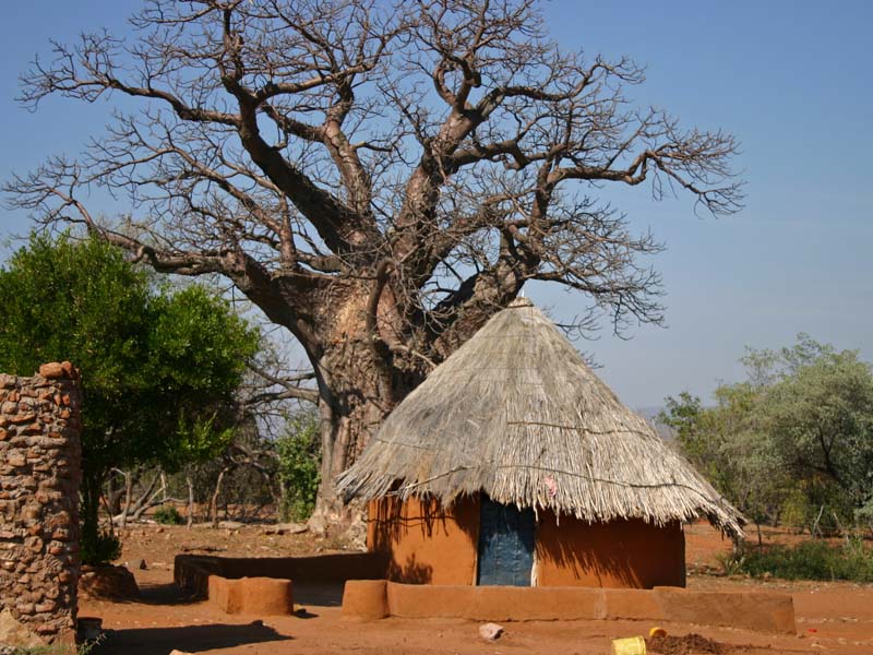 800-Tree-in-Village.jpg
