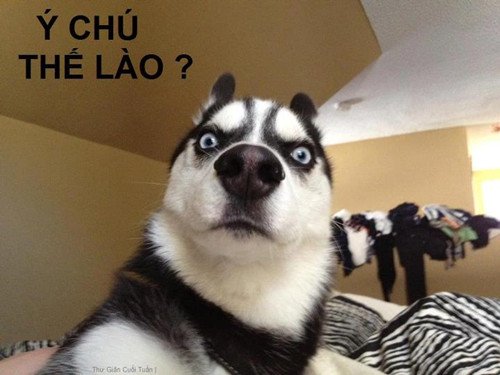 anh-che-anh-troll-7.jpg