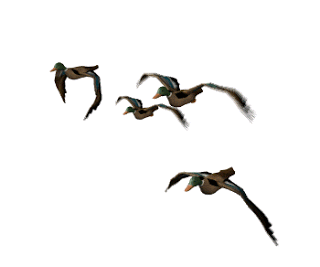 Anh-dong-gif-chim-dep-Ohaylam.com-(41).gif