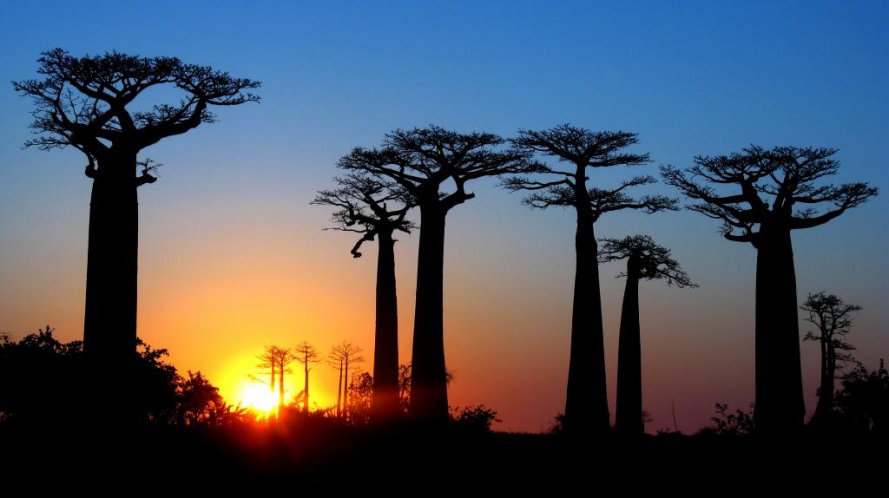 Avenue_of_the_baobabs_at_sunrise_blue_and_gold_madagascar.jpg
