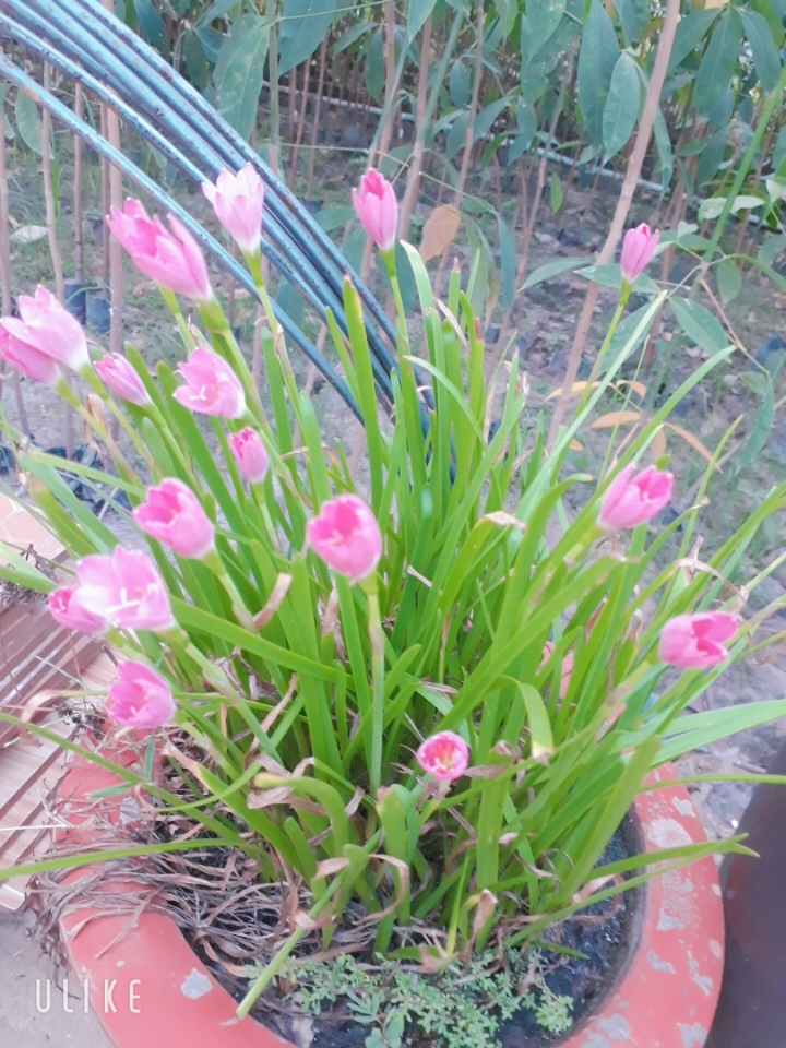 beauty_20190627055355.jpg