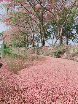 Bông Ô Môi.jpg