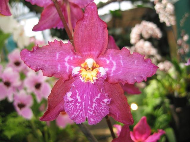 bright+pink+orchid+flowers+in+garden[1].jpg