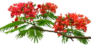 Canh_phuongPng_de_ghep_anh_cho_hoc_sinh.png.jpg