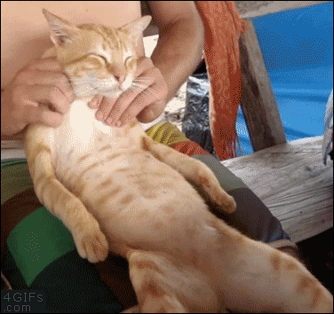 Cat-massage.gif