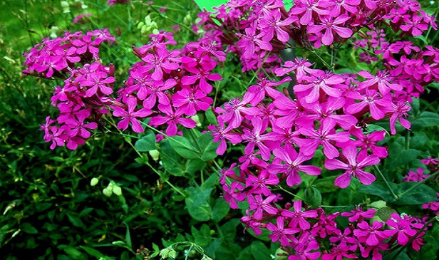 Catchfly-o[1].jpg