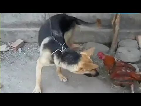 chó bắt gà.jpg