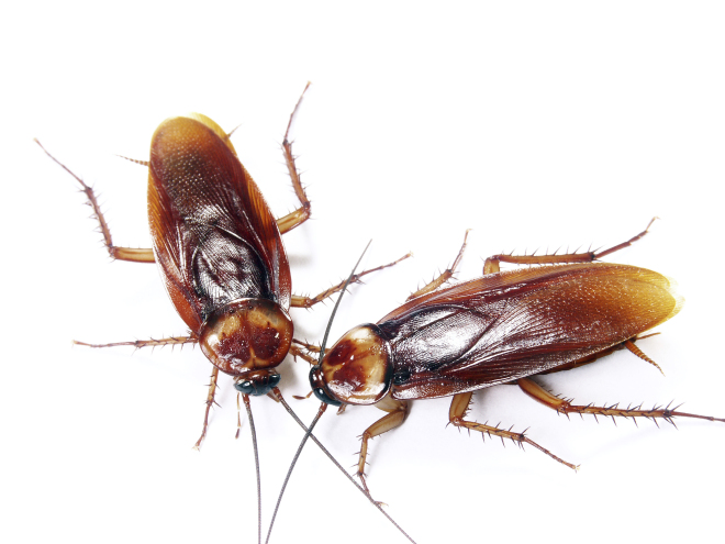 cockroaches.jpg
