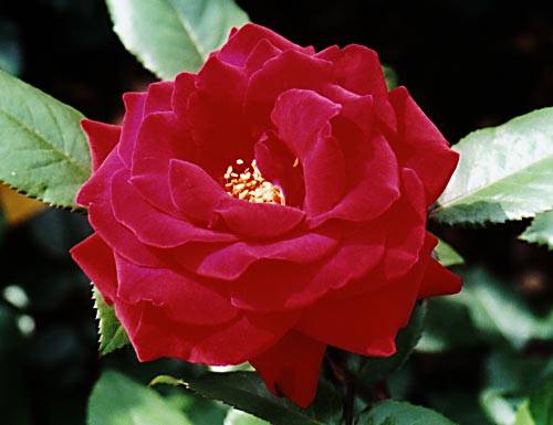 crimson-bouquet.jpg