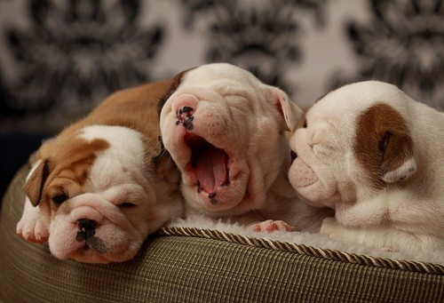 cute-baby-doggies.jpg