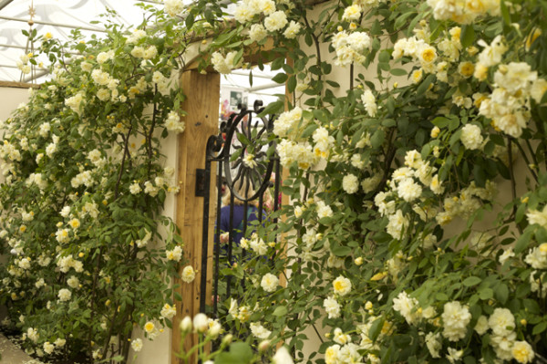 David-Austin-Garden-Display-600x399[1].jpg