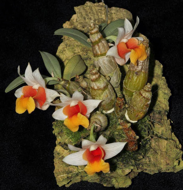dendrobibellatulum bach hoa hoang (2).jpg