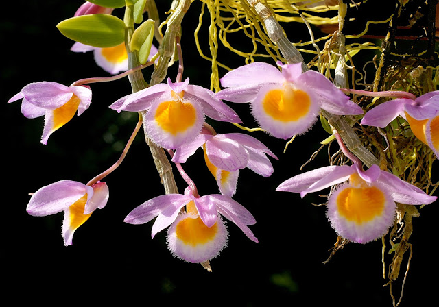 Dendrobium_loddigesii_Orchi_2013-05-05_020.jpg