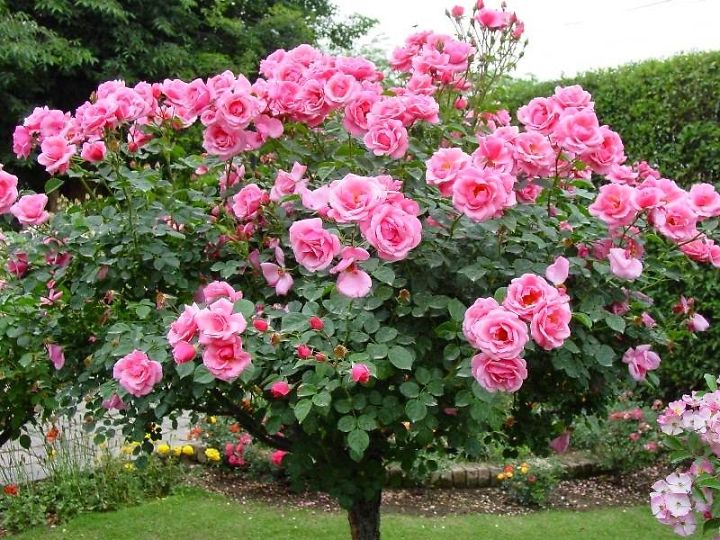 downloadfile-56.jpg