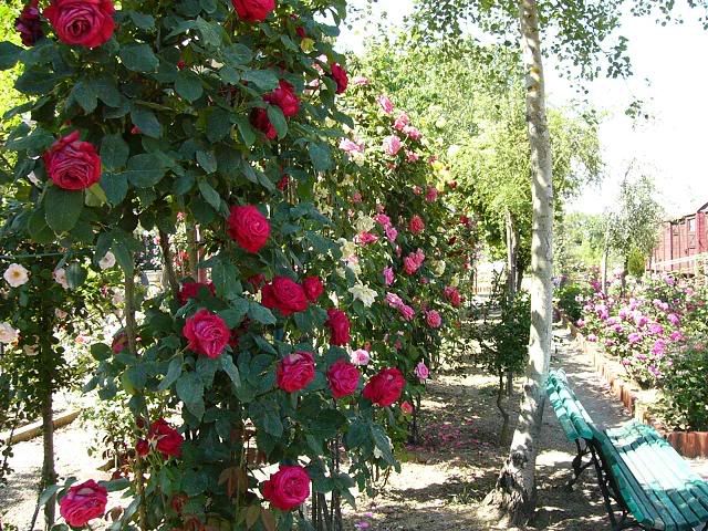 fiori-parchi-italiani-1_main[1].jpg