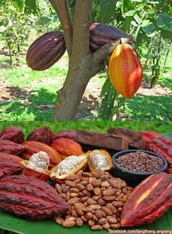 fruits3_zps6rp23zwo.jpg