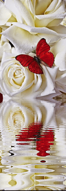 gif-animados-de-rosas-blancas-con-mariposas.gif