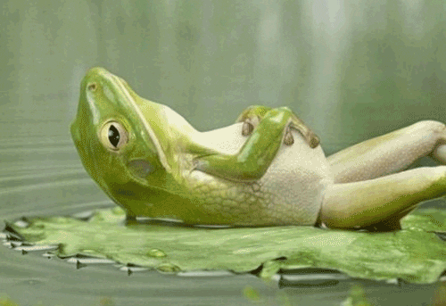 giphy (12).gif