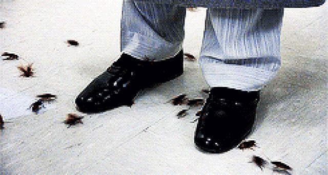 giphy-1490002060668-crop-1490002072750.gif
