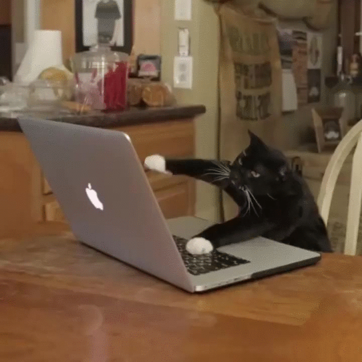 giphy (4).gif