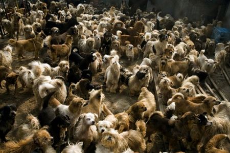 HaWenJin-dogs-cats-1_b0007.jpg
