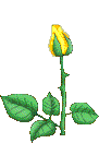 Hinh-anh-dong-dep-ve-hoa-hong-ruc-ro-sac-mau- (14).gif