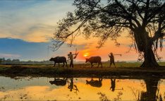 hinh-anh-lang-que-viet-nam-4-234x143.jpg