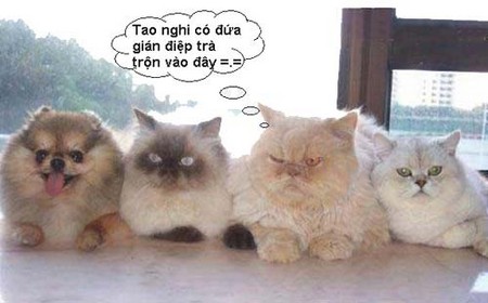 Hinh-anh-vui-Meo_13.jpg