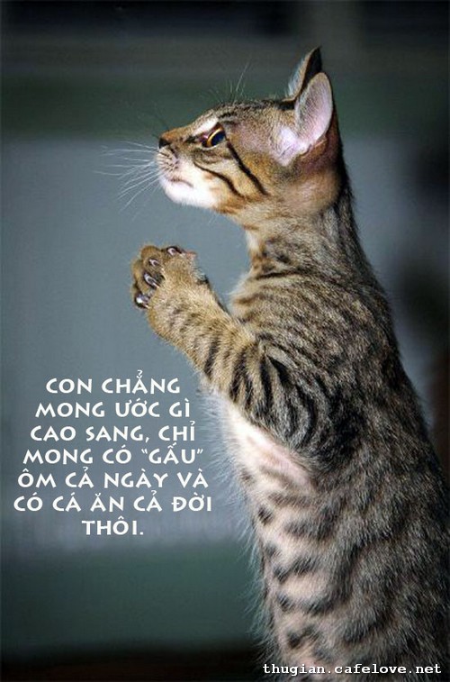 Hinh-anh-vui-ve-Meo- (36).jpg