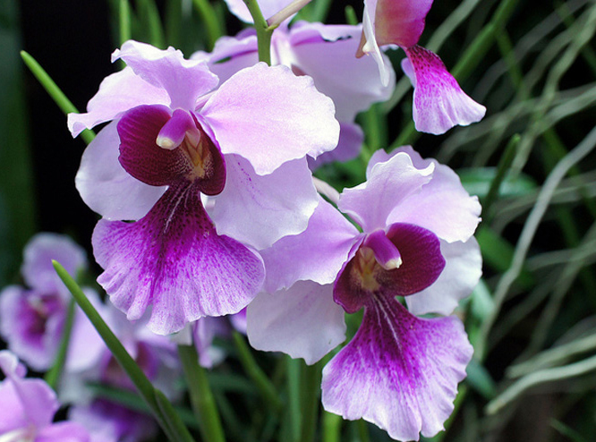 hoa-lan-Vanda[1].jpg
