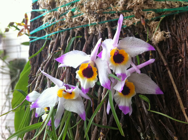 Hoàng thảo Trúc mành (Dendrobium Falconeri) (5).jpg