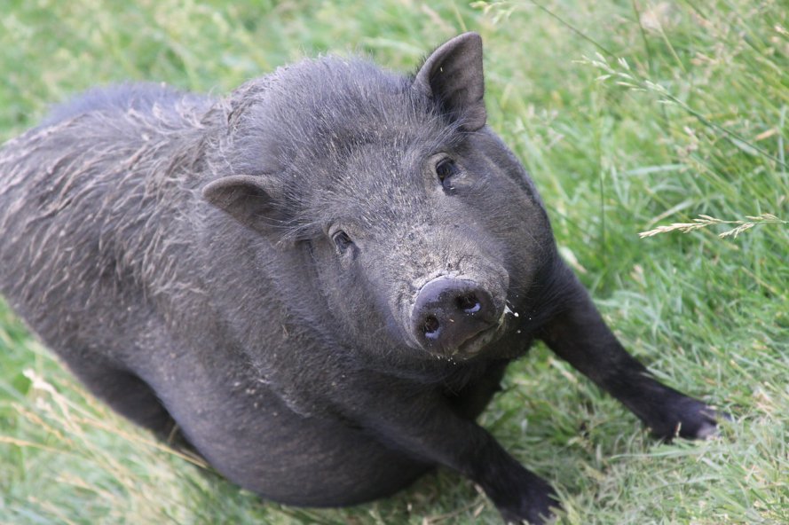 hog-441056_1280.jpg