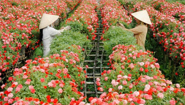 hong-sa-dec-hoatuoi360[1].jpg