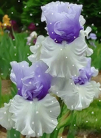image.gif