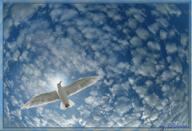 image.gif
