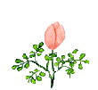 image.gif