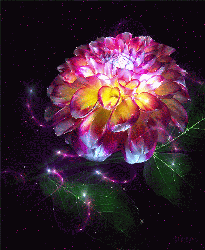 image.gif