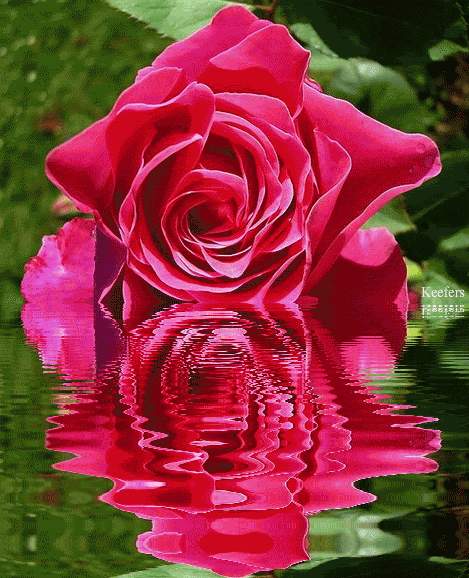 IMG_0345.GIF
